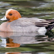 Eurasian Wigeon